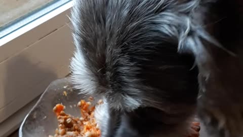 My best friend consuming his dinner