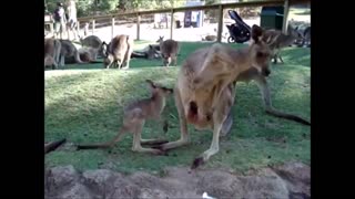 Baby kangaroos