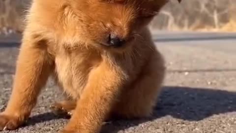 It's great when a dog feels sleepy on his feet