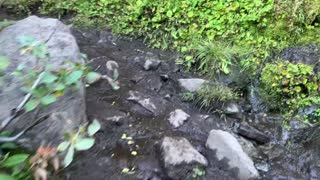 Oregon - Mount Hood - Muddy Creek Crossing