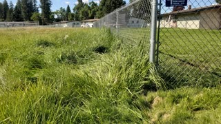 My Mower STRUGGLED To Cut Through This TALL GRASS