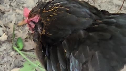 Chicken gulps down tomato hornworm caterpillar