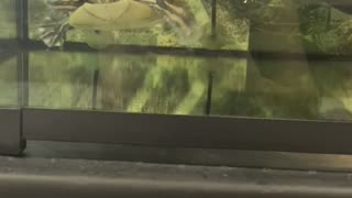 Turtle hunts fish