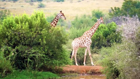 Safari_Wlid Animals