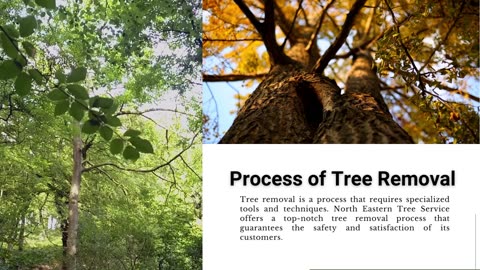 Process of Tree Removal - North Eastern Tree Service