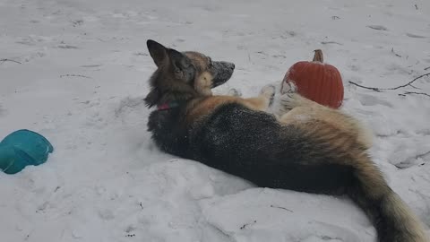 Yogi with his big throbbing pumpkin and frozen blue balls (6 of 8)