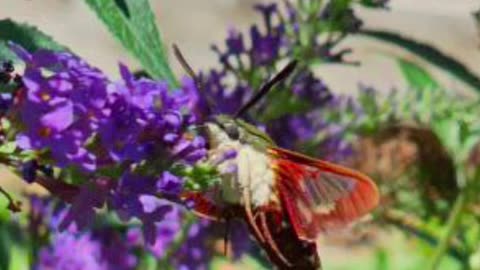 Hummingbird Moth (Clearwing Moth)