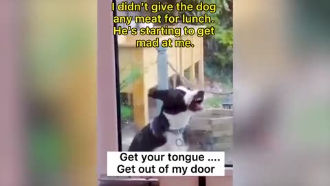 Funniest_Animal_Videos_Funny_Cats_invited_to_the_Dog_(360p)