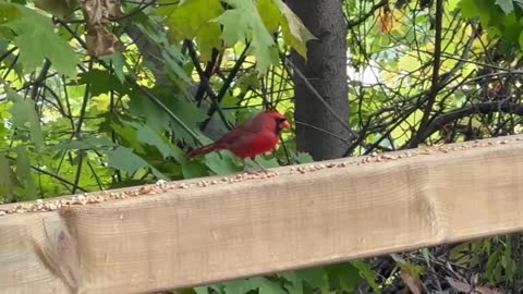 Fall season Cardinals are beautiful birds