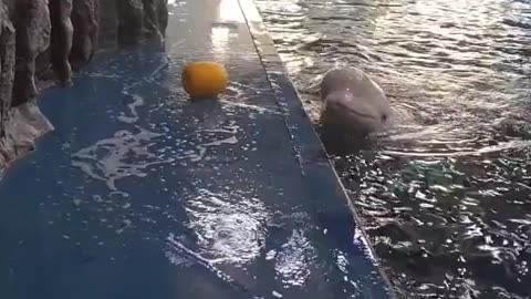 The beluga whale uses subtle water jets to recover its toy.