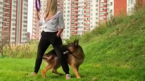 German Shepherd dog gives a flawless performance!