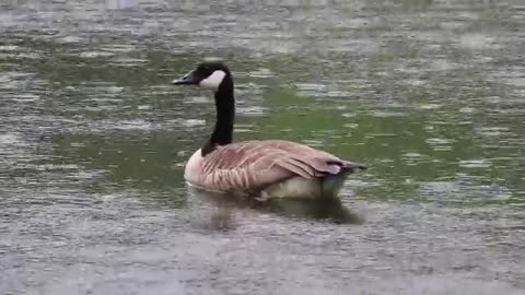 Watch the rain fall and the lovely goose swimming in the lake in the afternoon