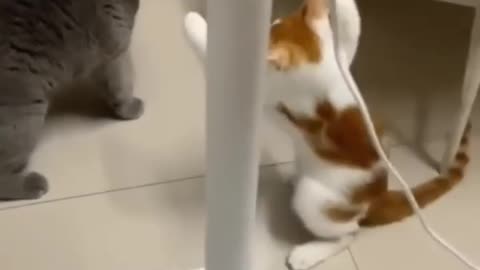 Cat fight -قتال القط -बिल्ली लड़ाई -funny fight -cute cates