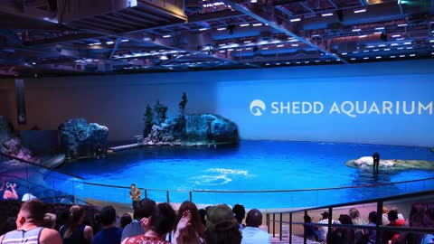 Dolphin Show - Chicago Shedd Aquarium