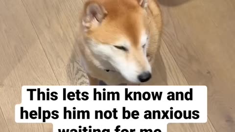 Shiba Inu: The Intelligent Breed That Can Even Juggle Part-Time Jobs!