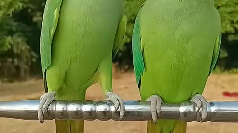 Indian Talking Parrot