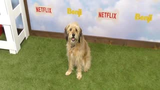 The Los Angeles Premiere Of The New Netflix Film 'Benji'