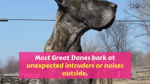 Ultimate Guide To Caring For Great Dane