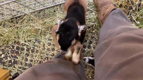 Baby Goats Playing Some More 03.2022