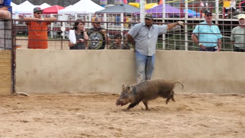 Bandera Ham Rodeo - Count Pigla