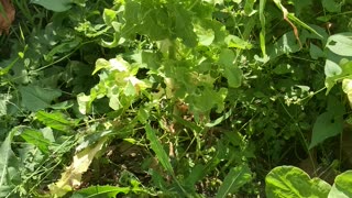 Growing lettuce