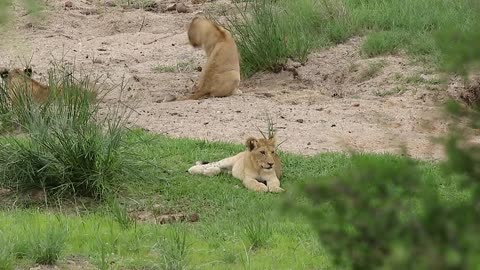 Wild Lion Cubs Animal Documentary Videos