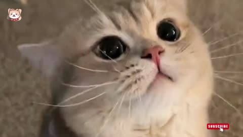 Cute and Funny Cat Videos Compilation #01