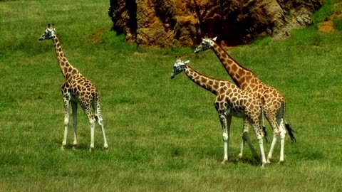 Masai giraffes in the open plains of Maasai Mara National Reserve, Kenya, Africa.