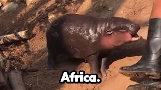 The smallest hippo ever! (House hippo)