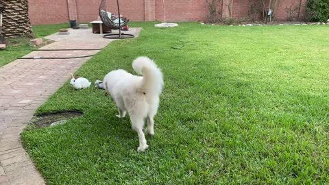 Rabbit chases a big dog