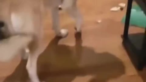 clumsy dog making a mess