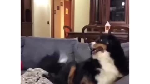 Omg he got so jealous, dog video, pets, #dog #dogvideo #lovewithdog #petvideo #pets