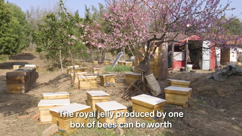 Unveiling the Mystery of the High Price of Royal Jelly and Its Wonders