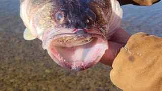 Fisher Discovers Freak Accident Between Two Walleye