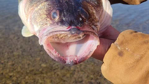 Fisher Discovers Freak Accident Between Two Walleye