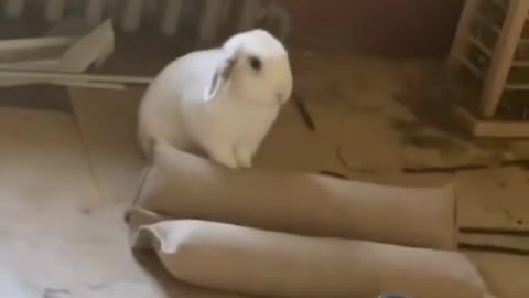 Funny animals Compilations 😂