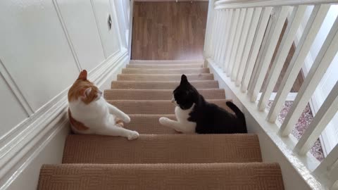 Cute cat fighting with beautiful sounds