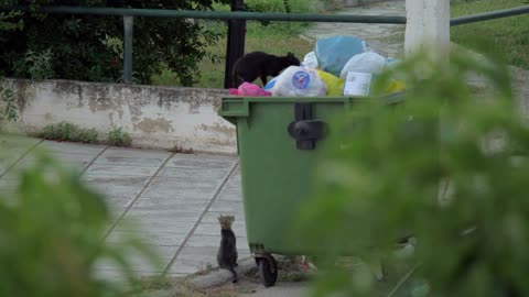 Two cats trying to get some food in full dumpster in the street