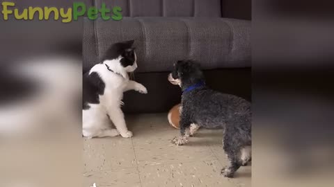 The best funniest Cats and Dogs animal videos 2023