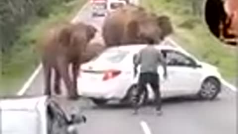 Elephant attack in NH