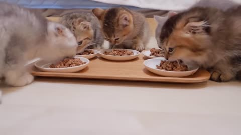 The moment I showed the kittens food while they were fighting - 2024