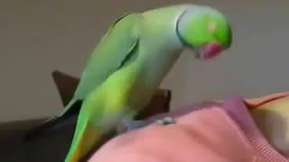 Unbelievable Talking Parrot Must see
