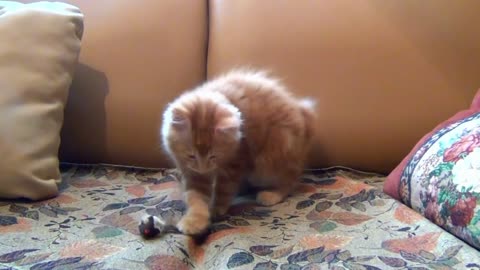Little Kitten Playing His Mouse Toy