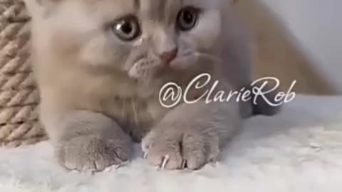 cute kitten 😸