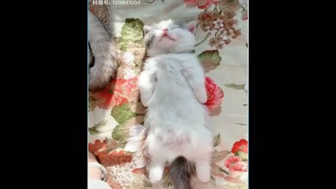 Funny and cute cats - Short funny cat videos #1 #funnyanimal