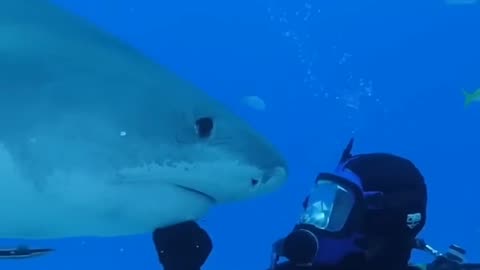 Tiger Shark Chin Scratch