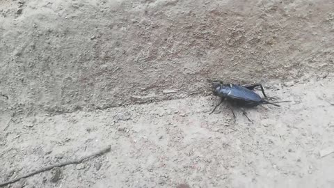 The black bug is very dangerous thing