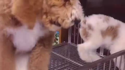 Gigantic Fluffy Poodle Dogs Love Being Carried Everywhere