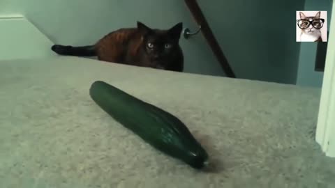 Cats vs cucumbers 2023