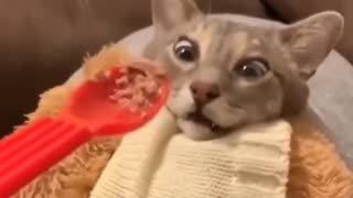 Funny Cats 9